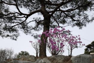 용두공원의 새봄 이미지