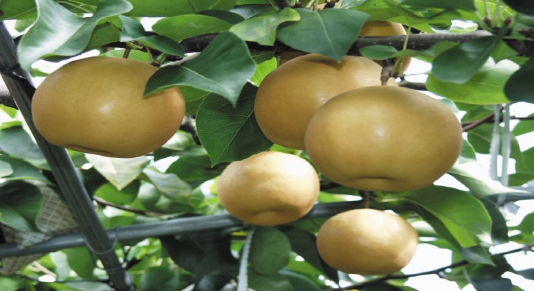 Yeongdong's Pears