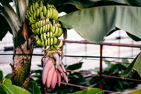 바나나 꽃 게시글의 1 번째 이미지
