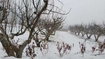 100년 배나무의 겨울나기 게시글의 2 번째 이미지