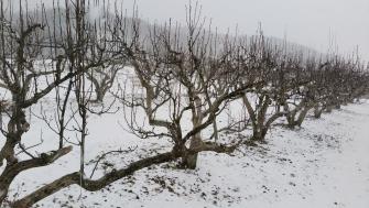 100년 배나무의 겨울나기 게시글의 3 번째 이미지