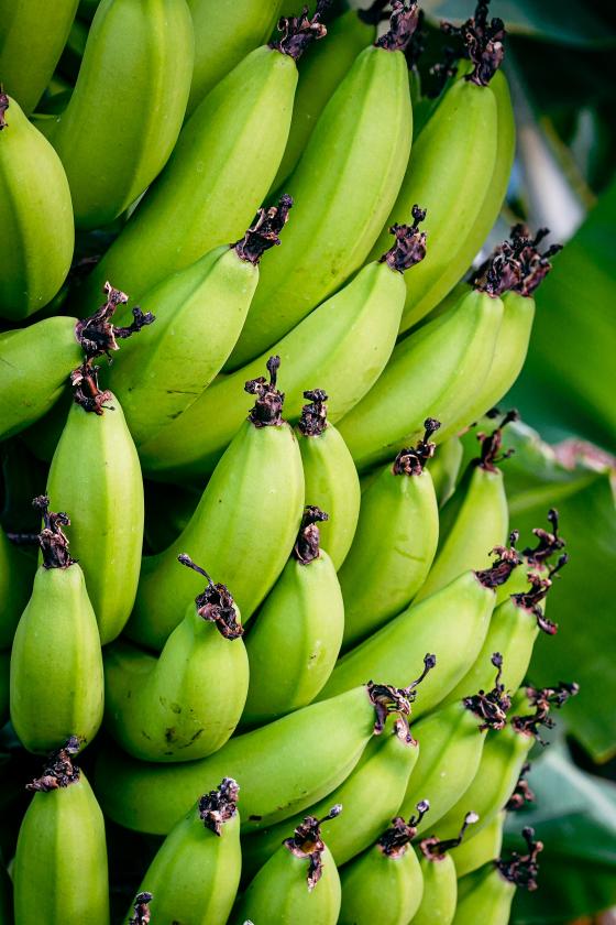 세계과일조경원 바나나 이미지