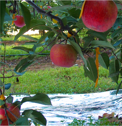 사과 재배 이미지