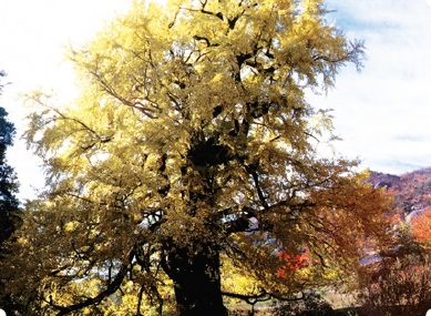 永同寧国寺　銀杏の木