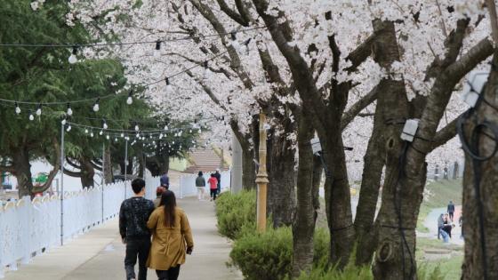 봄바람 휘날리는 ‘벚꽃 품은 영동’ 이미지