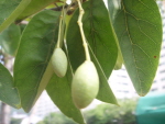 이팝나무열매 이미지
