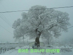어촌리 입구 04년12월겨울에찍은 정자나무 이미지