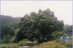 호무실 600년이된 느티나무