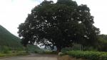 호탄리 신기마을 느티나무 이미지
