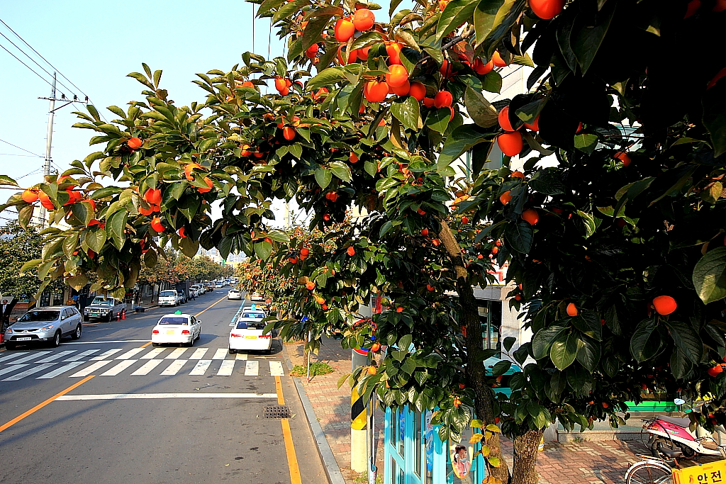 감나무가로수_영동읍 계산리