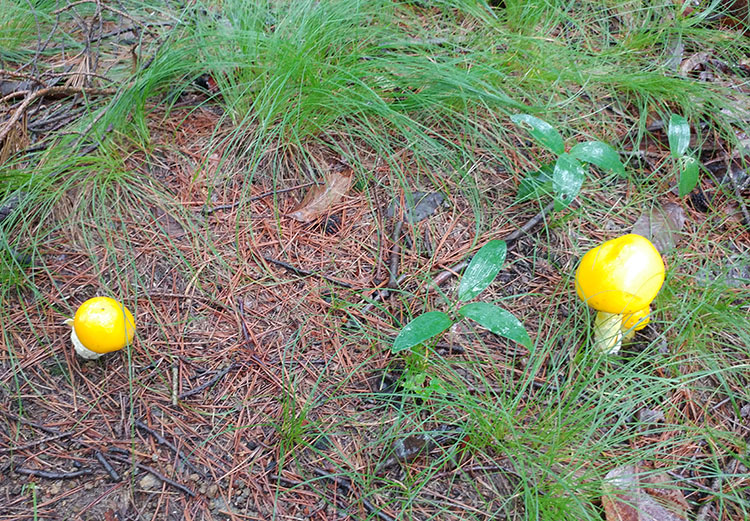 노란달걀버섯 이미지