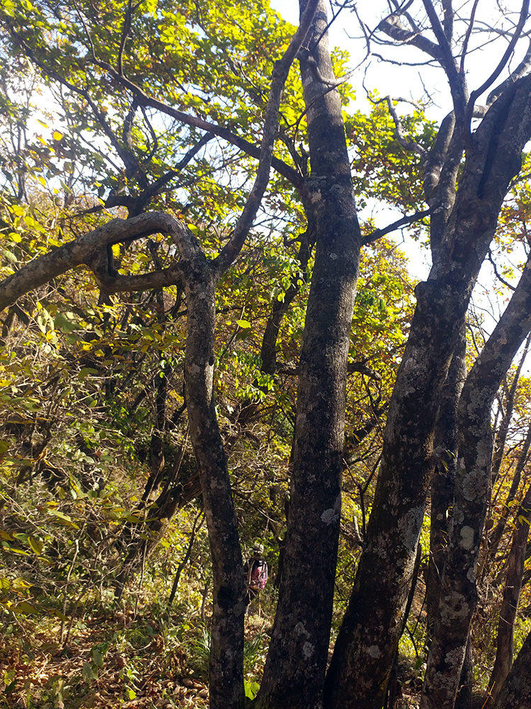 들메나무-1 이미지