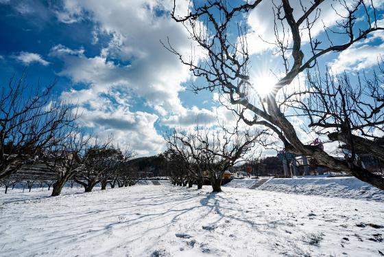 과일나라테마공원의 겨울(눈 덮인 백년배) 이미지