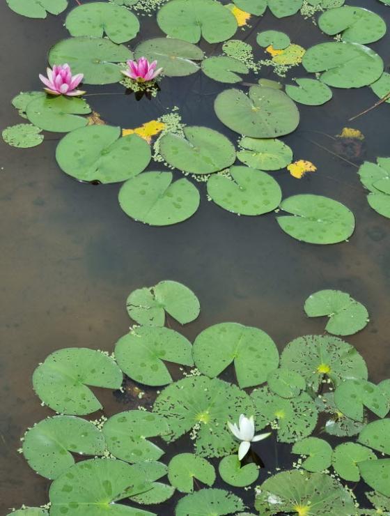 테마공원 연못에 수련꽃이피었습니다. 게시글의 1 번째 이미지