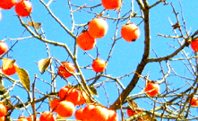 군나무(감나무) 이미지