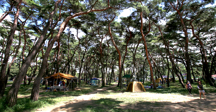 송호관광지 캠핑장