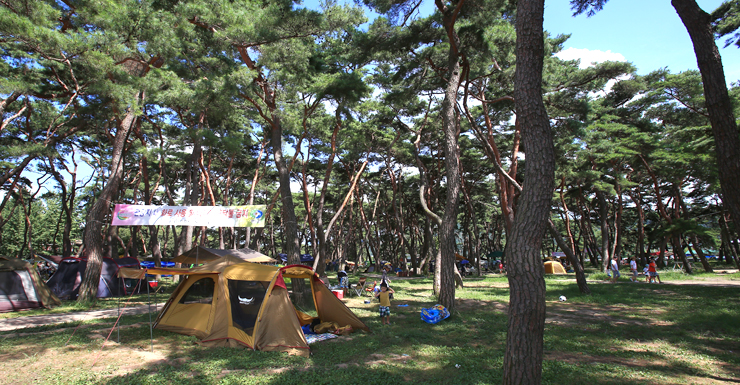 사진3/넉넉한 공간을 확보할 수 있는 송림 캠핑장의 풍경에서 여유로움이 묻어난다.